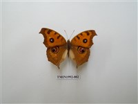 藏品(眼蛺蝶)的圖片